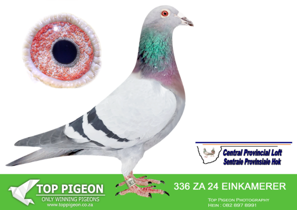.LOT 1 CENTRAL LOFTS – LOFT EINKAMERER-EIN 336 2024 -ZELENKO SPECIAL 326 – 2025 Yearlings 6th Sprint 2 R500; 20th Sprint 3 R500; 8thRace 3 R1,000; 1st OVERALL ACE PIGEON R10,000; 7th SUPER ACE PIGEON R5,000—————–SIRE: 1549 SRPV 18. EINKAMERER. THIS IS BRED DIRECTLY OUT OF PIZZARO AND APPLE 2.——-DAM:ZA 22 0226. EINKAMERER. GRAND DAUGHTER TO “BLACKBIRD” AND “BALONNEKE”.SEE PEDIGREE!!!!