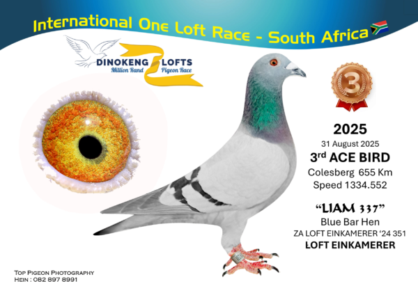 LOT 50 DINOKENG OLR – LOFT EINKAMERER-ZA LOFT EINKAMERER 24- 351 HEN ——-R2 – 14th R2,500 EQUAL WINNER  /R3 – 18th R2,500 EQUAL WINNER /R5 – 23rd R2,500/R6 – 9th R27,500/ACE 3rd R40,000————-Sire: 0191 SRSPV 16 D. Alias “Liam” Strain: Einkamerer. Color: Blue Bar. Medium size bird, well muscled and balanced, soft feathers, intelligent head, 100% breeding throat, perfect wing, thin flights. Bred out of the best Clausing — Houben – Blood available in the world today. My choice, Many international wimers in progeny, World class. Cold. eye world class, excessive wobble, open orange yellow eye, l0 wide yellow Bishop, Good inner circle, eye moving, small pupil, Gold world class Champion pigeon. Cant get better.———-DAM:1546 SRPV 21 D. EINKAMERER. DIRECT DAUGHTER FROM SUPERBREEDER “PIZZARO”.SEE PEDIGREE!!!