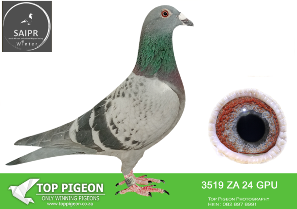 LOT 46 SAIPR AUCTION 2 – Sand Gawies-za gpu 24 3519*** -SIRE:06069 15 ZA .Alias “Inbred Turbo Magic” Strain: Twilight X Turbo Tom Color: DC Bought on Exclusive pigeons Web site.———-DAM:03127 GPU 16 ZA .Alias “Leon 3” Strain: Jansen X Manders Color: BB Union Sale 2017. Raced by Leon v/d Linde. 2017 – 6th, 13th, 32nd, 24th.SEE PEDIGREE!!!