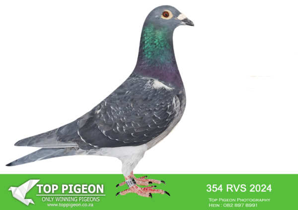 .LOT 3 KAROO MILLION SPECIALIST -CHARLES BEN A TEAM – ZA 24 RVS 354 -SIRE:ZA RVS 23 074 “Son Backon Bliksem” Benn Generation BC Top De Zutter bloodlines x imported Vandenabeele from the famous White Pigeon Loft Belgium. Bred for stock and he is a solid specimen in all respects with Vandenabeele blood on both sides of his pedigree.————-DAM:SA BORDER 16 2081 Klein Madonna Benn Generation DC.SEE PEDIGREE!!!
