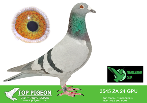 LOT 79 MARLBANK OLR – SANDGAWIES T2-ZA-24-GPU-3545 –