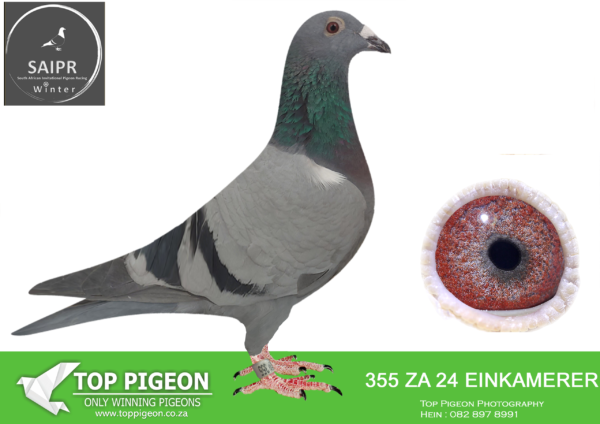 LOT 15 SAIPR AUCTION A – Loft Einkamerer 1-ZA EINKAMERER 355 2024 · CHALLENGE -SIRE:ZA 23 EINK 141.LOFT EINKAMERER. LEN KNOETZE AFRIKAPRO FINAL 2023 WINNER SAME GENETICS IN THIS PEDIGREE.———-Dam: 977 SRPV 19 “Lady Friezaro” Einkamerer. Bred out of the best of Koopman Dirkje , Hooymans Harry Daughter , Harry Brother , Son Kanibaal , Gaby Vandenabeele Jonge Bliksem , Pieter Veenstra Dolcevita / Davinci. SEE PEDIGREE!!!