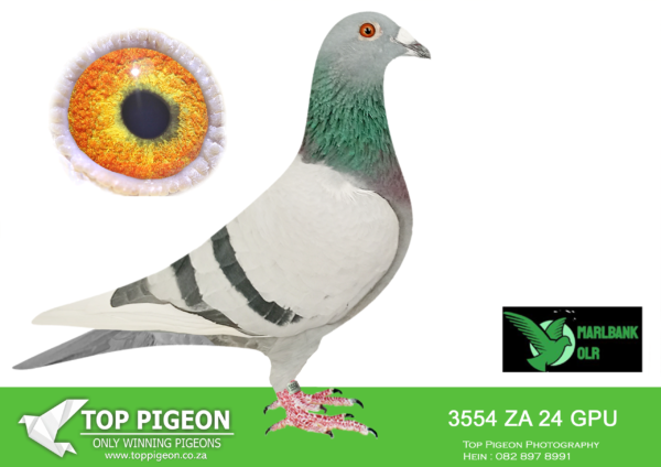 LOT 76 MARLBANK OLR – SANDGAWIES T2-ZA-24-GPU-3554 –