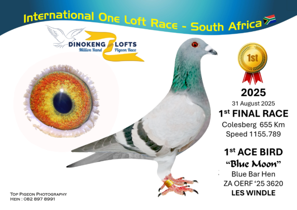 LOT 30 DINOKENG OLR – LES WINDLE-ZA OERF 25- 3620 HEN -“BLUE MOON” FINAL RACE WINNER WINNING R150 000.00 , ACE BIRD WINNER WINNING R50 000.00/R2 – 18th R2,500 EQUAL WINNER /R3 – 16th R2,500 EQUAL WINNER /R4 – 16th R5,000 EQUAL WINNER—————-SIRE:ZA-2019-GPU-14090.Father to “Evelyn” • 32e Race 2 (Equal Winner) • 12e Race 3 (Equal Winner) • 14e Race 4 (Equal Winner) • 19e Race 7 (Equal Winner) (Winning R10 000.00).———–DAM:ZA-2022-CYRL-365 Joe Gomes.ZA-2022-CYRL-365 Joe Gomes.Mother to “Evelyn” • 32e Race 2 (Equal Winner) • 12e Race 3 (Equal Winner) • 14e Race 4 (Equal Winner) • 19e Race 7 (Equal Winner) (Winning R10 000.00).SEE PEDIGREE!!!