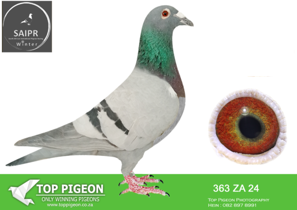 LOT 42 SAIPR AUCTION 2 – Loft Einkamerer 2-ZA EINKAMERER 363 2024 -SIRE:29 7A 23 EINK.LOFT EINAKMERER. LEN KNOETZE AFRIKAPRO FINAL WINNER 2023 SAME GENETICS AS THIS PEDIGREE.———-DAM:1481 SRPV 21 D.LOFT EINKAMERER. DIRECT GRANDCHILD TO “BLACKBIRD” AND “APPLE 2”.SEE PEDIGREE!!!