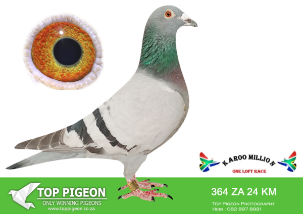 Z..LOT 125 KAROO MILLION OLR – KWARRA & NAIDO LOFTS-364 KAROO MILLION 2024 -SIRE:179141 ZA 19.This cock is bred out of n kliek pair. His sister 2609/16 was the best bird in the union for 2 jear in n row .And his sister 0377/18 was best bird in the union both his sisters was 2x union winners.———-DAM:118 C&R 23 ZA. TOM LOCK/810 SABLON.SEE PEDIGREE!!!
