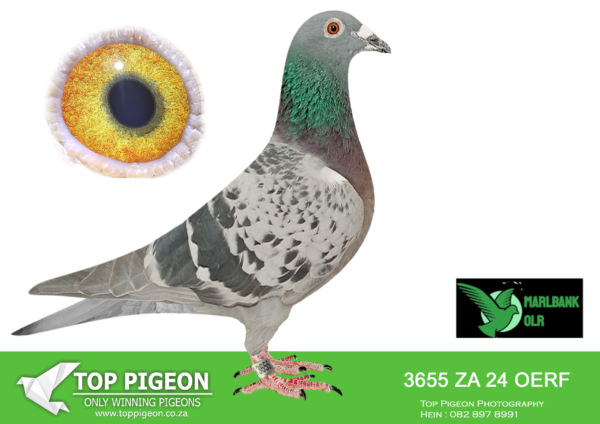 LOT 55 MARLBANK OLR – R&R-ZA-24-OERF-3655 –