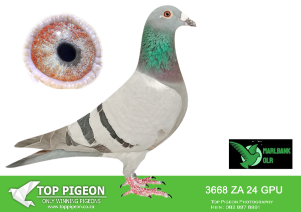 .LOT 2 MARLBANK OLR – HANS DE NOON-ZA-24-GPU-3668 –