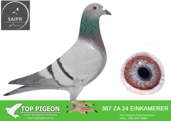 .LOT 5 SAIPR AUCTION A – Loft Einkamerer 2- ZA EINKAMERER 367 2024*** -SIRE:ZA 22 42649 “CLAPTON 142”. EINKAMERER. BROTHER TO 3 X WINNER AND FINAL SONSKYN,THIS IS A DIRECT SON TO SUPER BREEDER “CLAPTON”. DIRECT GRANDCHILD TO “PIZZARO” AND “ROSIE”.————DAM:ZA 21 SRPVD 1655. EINKAMERER.THIS IS A GRAND DAUGHTER TO BALCKBIRD AND APPLE 2.SEE PEDIGREE!!!