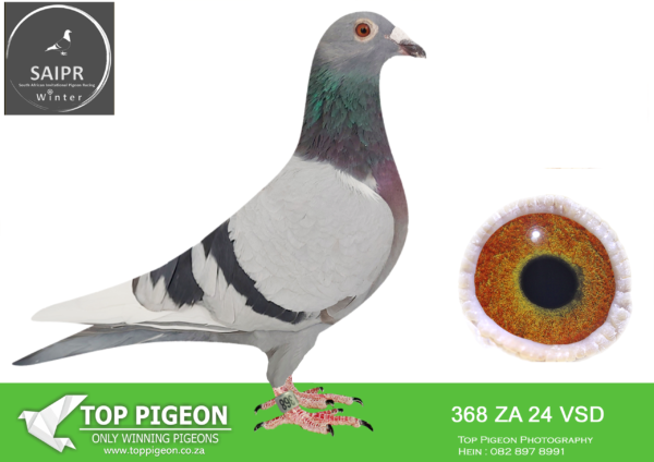 .LOT 6 SAIPR AUCTION A – Dewald & Stefan- ZA VSD 368 2024*** -SAME BRED AS 4TH CHALLENGE RACE WINNING R17 500.00————-SIRE:ZA 15 GPU 11702. SAME BRED AS 1ST KLAPMUTS AND IS BRED DIRECTLY OUT OF “CHEEKY” OG EGBERT O KELLY.————DAM:2864 ZA 16 SVPV . SUPERBREEDER 810 . THIS IS BRED DIRECTLY OUT OF BOYTJIE AND JBM’S GIRL THEY WERE SOLD FOR +- R130 000.00 ON TOPPIGEON.SEE PEDIGREE!!!