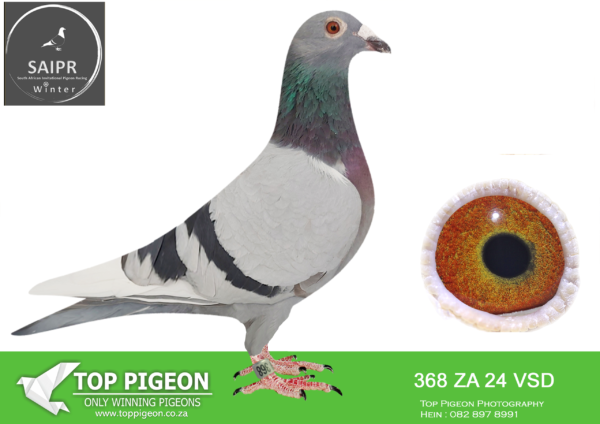 .LOT 6 SAIPR AUCTION A – Dewald & Stefan- ZA VSD 368 2024*** -SAME BRED AS 4TH CHALLENGE RACE WINNING R17 500.00————-SIRE:ZA 15 GPU 11702. SAME BRED AS 1ST KLAPMUTS AND IS BRED DIRECTLY OUT OF “CHEEKY” OG EGBERT O KELLY.————DAM:2864 ZA 16 SVPV . SUPERBREEDER 810 . THIS IS BRED DIRECTLY OUT OF BOYTJIE AND JBM’S GIRL THEY WERE SOLD FOR +- R130 000.00 ON TOPPIGEON.SEE PEDIGREE!!!