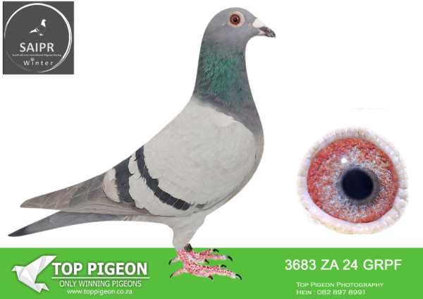 LOT 36 SAIPR AUCTION B -Wynand Steenkamp-ZA GRPF 3683 2024*** –