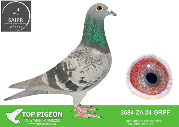 LOT 83 SAIPR AUCTION 2 – VSL 1-ZA GRPF 3684 2024*** –