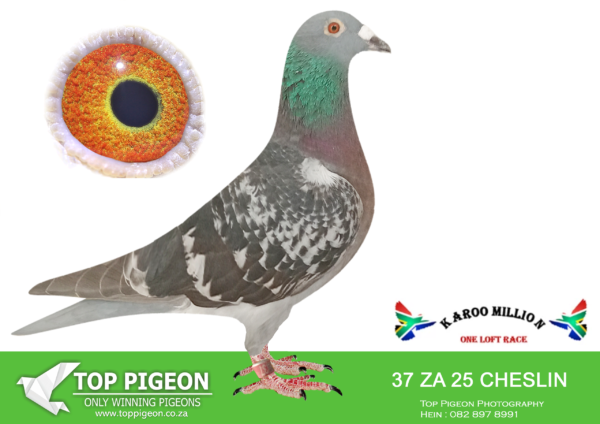 Z..LOT 131 KAROO MILLION OLR – CHESLIN CORNBERG – ZA 24 CHESLIN 37 -SIRE:ZA 23 L & S 7 SEX: cock COLOR: blue cheq Sire to 131 Blue Cheq Purchased by Jaco Fourie Weaned 26/11/2023. Raced the following season, the highlight being 11th GPU, Beaufort West, 885KM , 35 members sent 360 birds, at only 10 months old!!————DAM:ZA22 Eden 02468 SEX: hen COLOR: Blue Cheq Dam to 131 Blue Cheq Purchased by Jaco Fourie Weaned 26/11/2023. Raced the following season, the highlight being 11th GPU, Beaufort West, 885KM , 35 members sent 360 birds, at only 10 months old!!SEE PEDIGREE!!!!
