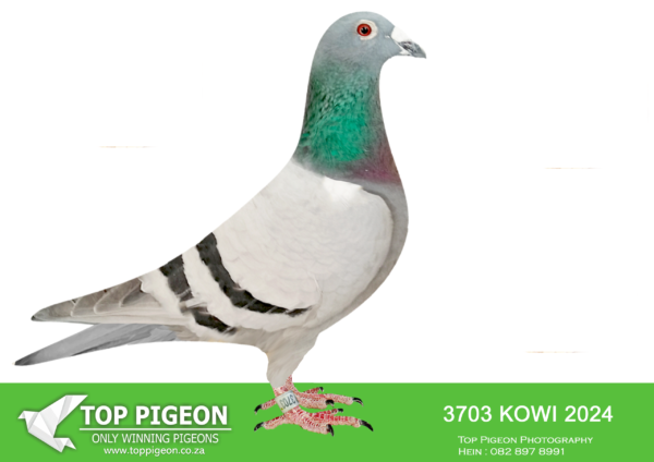 Z..LOT 107 KAROO MILLION OLR – B. SAMUEL & MOONLIGHTERS-3703 KOWI 2024 -SIRE:302 ECD 2014 BLUE BAR FLEW NORTH ROUTE WITH EPPU  2015  SEASON. PUT TO STOCK WHEN I MOVED HOUSE IN  2016. HAS BRED  SOME GOOD  BIRDS IN MY RACE LOFT OVER THE YEARS.———-DAM:4066  BORD 2020 BLUE BAR  BOUGHT  FROM MULTIPLE  BORDER  CHAMPION IAN RISTOW ON A  CLUB SALE. THIS BIRD WON  THE KOWIE  PIGEON  CLUB SALE IN 2021. SHE WAS THEN PUT TO  STOCK.  HER  MOTHER WAS A 12 TIME 13 WINNER FOR IAN RISTOW.SEE PEDIGREE!!!