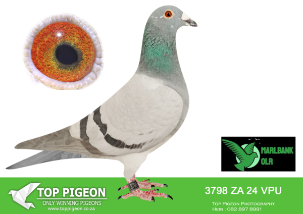 Z..LOT 136 MARLBANK  OLR – WYNAND RAUTENBACH-ZA-24-VPU-3798 –