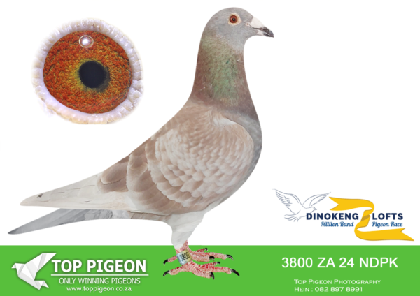 LOT 43 DINOKENG OLR – PAUL DU RANDT-ZA NDPK 24- 3800 COCK –