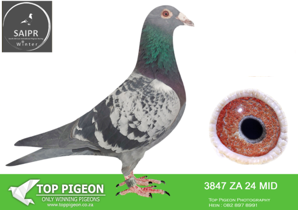 LOT 47 SAIPR AUCTION B -East of Eden-ZA 24 MID 3847 –