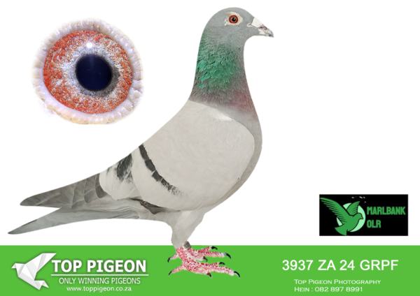 LOT 17 MARLBANK OLR – TEAM VSL-ZA-24-GRPF-3937 –
