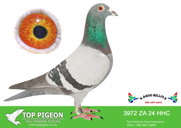 Z..LOT 108 KAROO MILLION OLR – CLAVE MBERI-3972 HHC 2024 -SIRE:2899 ZA 18 CYRIL. GANUS.——–DAM:3112 ZA 20 CYRILS.Alias “GDTR KLAPMUTS” Strain: GANUS Color: Blue Bar White Flt GRANDAUGHTER TO KLAPMUTS WINNER 2014 MOTHER IS 2168 CYRILS 2014 DAUGHTER OF KLAPMUTS WINNER.SEE PEDIGREE!!!