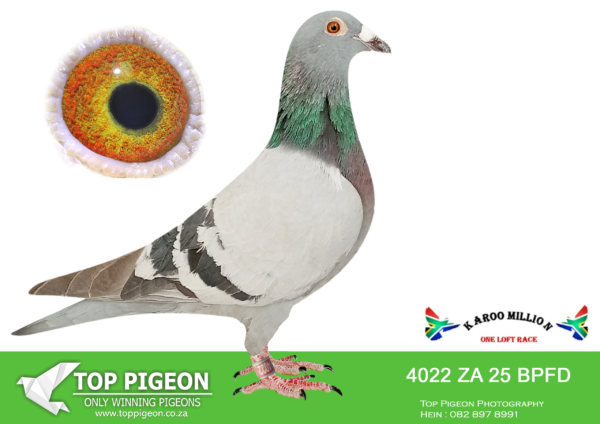 LOT 55 KAROO MILLION OLR – JJJ VAN DER LINDE-4022 BPFD 2025 –