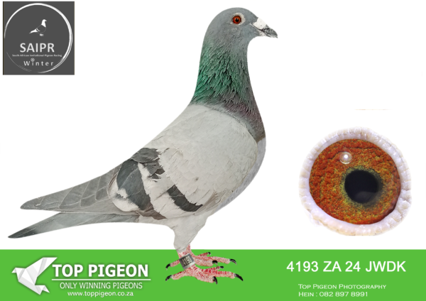 LOT 35 SAIPR AUCTION 2 – Pigeon Palace 1-za jwdk 24 4193*** -HALF SIBLING TO 4TH FINAL SAIPR OLR———-SIRE: ZA 19 OOA 180 . AELBRECHT . THIS IS A DIRECT SON TO “GOLDEN CARELLY”.BREEDING WINNERS FOR GYS LOUW.———–DAM: ZA 19 PRPC 4344 “DERBY HEN” . DERBY WINNER.HALF SISTER TO SANPO GOLD MEDAL WINNER 2019.SEE PEDIGREE!!!