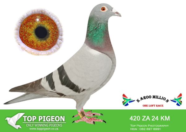 LOT 58 KAROO MILLION OLR – BAARD HOKKE 420 KAROO MILLION 2024 –