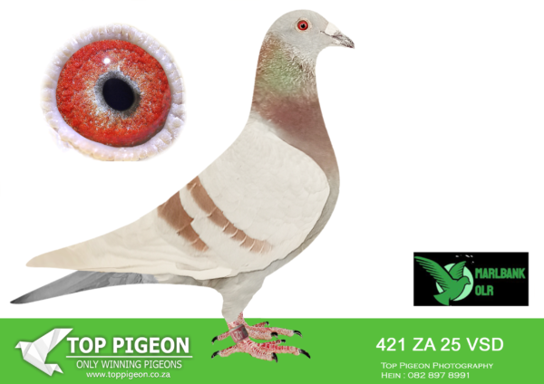 LOT 73 MARLBANK OLR – LEOHAN HOKKE T2-ZA-25-VSD-421 –