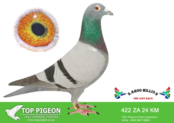 Z..LOT 130 KAROO MILLION OLR – BAARD HOKKE-422 KAROO MILLION 2024 -SIRE:0863 ZA MASKD 16.Bred by Jean Agenbach. Sire to: ZA MASK 3107-22 ACE Pigeon Karoo Million OLR 2023. ZA MASK 0408-20, ACE Pigeon Club and Fed 2021 ZA MASK 0421-17, 10th Final.———-DAM:3069 ZA MASK 18.Borrowed this hen from J+Т Engelbrecht. She did not dissapoint. Dam to ZA MASK/D 0408-20 Best Bird Fed 2021.SEE PEDIGREE!!!