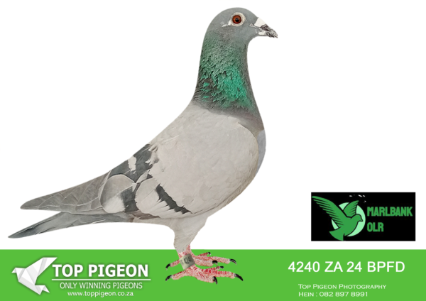 LOT 26 MARLBANK OLR – COENIE & WILLIE T2-ZA-24-BPFD-4240 –