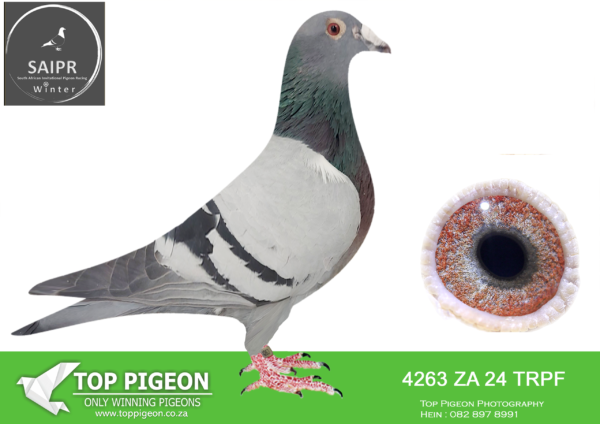 LOT 19 SAIPR AUCTION A – Protea hokke-a trpf 24 4263 · CHALLENGE -SIRE:ZA-2020-GRPF-242 Mc Dermott Lofts Blue One of my base breeders from the Herman’s Firen line! ========DAM:ZA-2020-GRPF-248 Mc Dermott Lofts Blue Her grandsire is bred from 2 super pigeons! • 6 x Winner Kannibaal. • Mother to 5 Sanpo Medals. • 2x Sanpo Gold Medal Winners!SEE PEDIGREE!!!