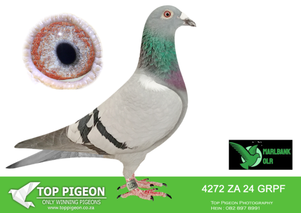 LOT 19 MARLBANK OLR – JANSEN VAN VUUREN T1-ZA-24-GRPF-4272 –