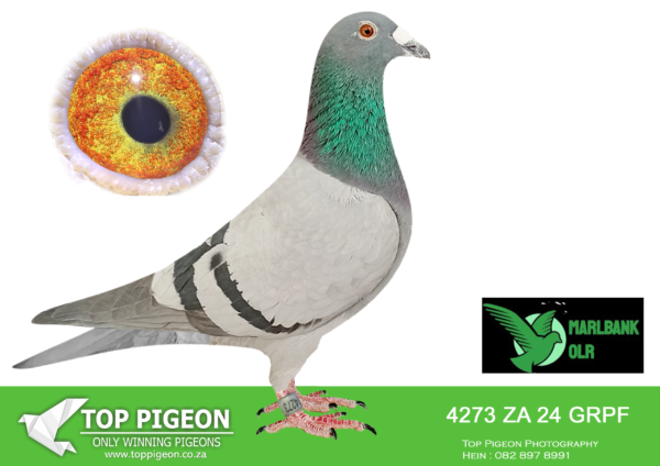 LOT 68 MARLBANK OLR – JANSEN VAN VUUREN T1-ZA-24-GRPF-4273 –
