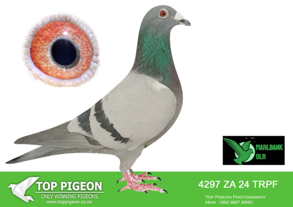 Z..LOT 126 MARLBANK  OLR – PROTEA HOKKE-ZA-24-TRPF-4297 –