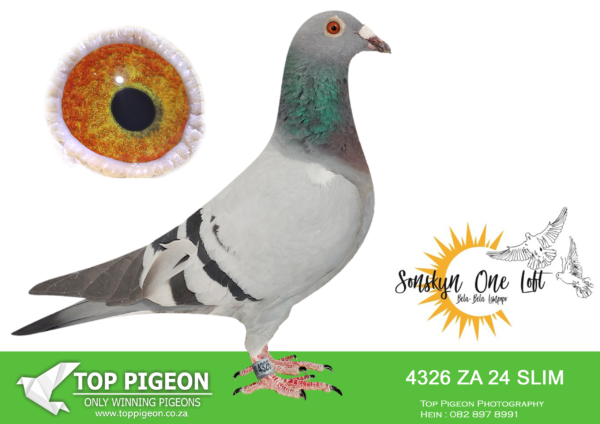 LOT 19 SONSKYN OLR -ROB & PIM VAN VEEN – ZA 24 SLIM 4326 -SIRE:ZA 23 SLIM 2058. PUTTERIE.———-DAM:2861 ZA 23 SLIM. KANIBAAL.SEE PEDIGREE!!!