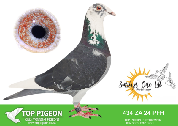 LOT 12 SONSKYN OLR -NOORDELIKES – ZA 24 PFH 434 -SIRE:10342 SLIM 20. FRANKENSTEIN. Best Bird in Sentraal Limpopo Union 2021 Father to TANK 22-5 26 th Overall in SONSKYN ONE LOFT FINAL RACE 26 th Colesberg 735Km 13 th Edenburg 630Km 2 nd Winburg 414Km.————DAM:1943 SLIM 19 Gridbak DAUGHTER. SEE PEDIGREE!!!