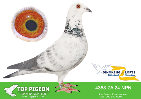 LOT 47 DINOKENG OLR – PENNINGTON LOFT-ZA NPN 24- 4358  HEN -Sister NPN 119-21, 6th Carnival Gold Cup and 3rd ACE BIRD 2022, winning R105000.00. Bought back for R38000.00 Sister NPN 150-21, 7th Carnival Winter Final 2022, winning R12500.00. Sister NPN 1003-22, 6th Gold Cup 2023 Winning R40000.00, Sold for R25500.00.———–Sire: 79 ZA 20 DPL “ Seventy Nine” Laureaat. Fixed performance pedigree. Sire and am is both inbred from Carlo Gyselbrecht.———— Dam: 27 ZA 20 DPL “ SILVER SPIRIT” 33RD ACE BIRD CARNIVAL SUMMER SERIES 2021. SHE DID VERY WELL ON THE LONG AND HARD RACES, SEE PEDIGREE!!!!!!!