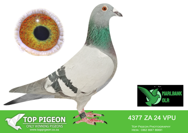 Z..LOT 122 MARLBANK  OLR – FRED VAN HEERDEN T2-ZA-24-VPU-4377 –