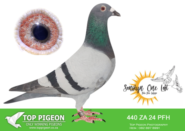 LOT 16 SONSKYN OLR -NOORDELIKES – ZA 24 PFH 440 -SIRE:2354 VIL 22.DEAN JOOSTE.Bred 9 th Place Winner Queenstown 800 Km Very Hard Head Wind Race Good long Dist Racer at Sonsky One Loft Final Queenstown 800 Km 11 th Edenburg 600 Km 33 rd Bloemfontein 530 Km 12 th Winburg 430 Km.————DAM:11945 SLIM 20 Dogter Annetjie BB Bred by Slim Union Champion 2022 Excellent Breeder.SEE PEDIGREE!!!