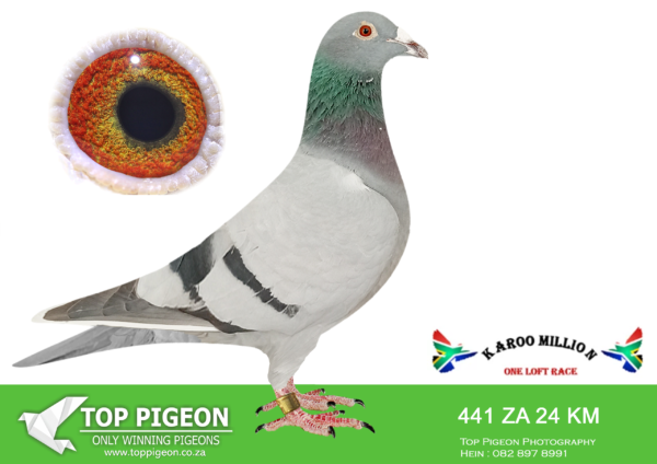 .LOT 9 KAROO MILLION OLR – PENNINGTON LOFT-441 KAROO MILLION 2024 -6TH HOTSPOT 2————SIRE:455 ZA 23 KM.Alias “Larry Elliot” Color: Blue Bar Raced Karoo Million OLR for Larry Elliot. 11th ACE Pigeon 18th Final 820km.———Dam : 14170 SLIM 20 BB HEN. (bought on Top Pigeon) FINAL COUNTDOWN 25th very hard final race Cape Town International OLR 2021 14th Grand Average All Races Cape Town International OLR 2021 Oswald/Turbo Tom SIRE: Bros/sisters breed exceptionally well for other fanciers. Half sister bred 4th Central Lofts … landed with winner. Sire bred from winner and top 4 bird at Dias One Loft. Ex Lex Webster DAM: Union positions as yearling 2,3, 18,31 ,40,49,51.Sire 0722 bred numerous winners Son won Leeu Gamka with 90 min.G Koopman. Dam 4047 bred winners.Nestmate bro bred 2 One Loft winner. SEE PEDIGREE!!!!