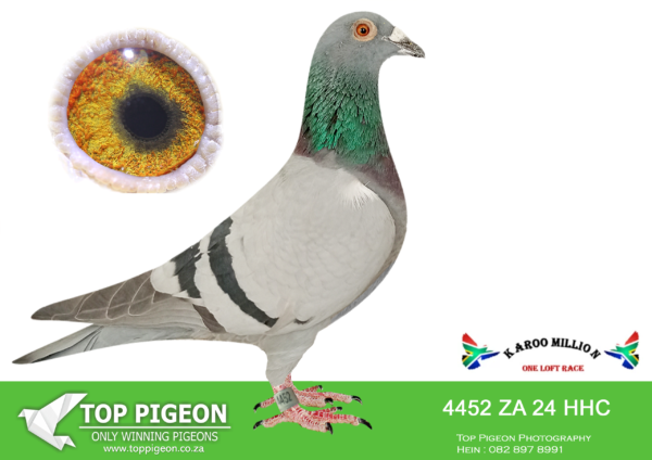 Z..LOT 119 KAROO MILLION OLR -GILBERT/HEERMAN/HOLLAND/KLINGBIEL-4452 HHC 2024 -SIRE:G:52054 22 ZA.ALL THE BEST added to breed this bird. – Super genetiics!!! His mother 4552/21 a direct daughter of MONSTER COCK His Grandmother on father’s side a SUPER SISTER of MONSTER COCK.———DAM:ZA VPU 9684/22 ” BULLET “- Dinokeng Entrant 2023 Equal 1st on the drop see video first – 14th Race 2, 350km, vel 1387, 4 1/2 seconds behind the winner. 33rd Dinokeng Final Race, Hanover, 724km, vel 1479 30th Barzalona Car Race, Hanover 724km, vel 1444 The sire here “116” is full brother to ” 297″ the granddam to ZA VPU 9428/22 ” KALAHARI SANDS” Dinokeng Entrant 2023 1st Dinokeng Final Race Winner of R120 000, Hanover, 724km, vel 1502. 3 Birds on the drop. 2nd Ace Dinokeng 2023 – Winner of R80 000. & 35th Barzalona Car Race, Hanover, 724km, vel 1443.SEE PEDIGREE!!!