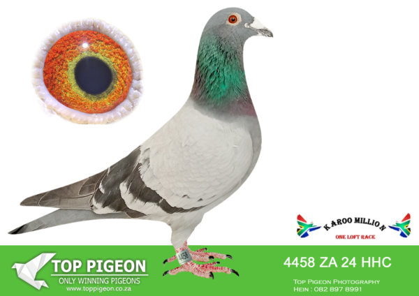 LOT 59 KAROO MILLION OLR –GILBERT/HEERMAN/HOLLAND/KLINGBIEL-4458 HHC –