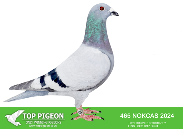 LOT 20 KAROO MILLION SPECIALIST -GAVIN ROUS – ZA 24 NOK CAS 465 -7TH RACE 4———-SIRE:32 22. DAM IS A  6 X WINNER.. DAM TO 253 (5 TIMES CLUB WINNER) AND BRED 4 CLUB WINNERS AND TWO UNION WINNERES ASWELL AS TOP DEAN 49TH ACE PIGEON AFRICA PRO 2022.———DAM:12443 22.BONTEBOK FLEW AT DIAZ LOFT IN 2023,10TH 525KM,15TH 196KM 29TH ACE 13TH LONG DISTANCE AND WINNER OF THE MAIN RACE OVER 635KM,SOLD FOR R24000.00.SEE PEDIGREE!!!