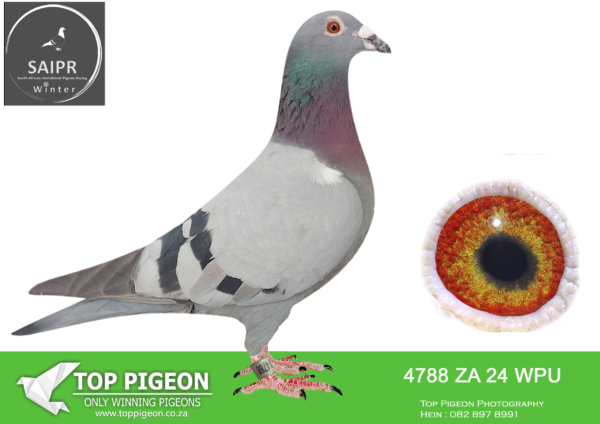 LOT 38 SAIPR AUCTION B -Wespoel-za wpu 24 4788 · CHALLENGE –