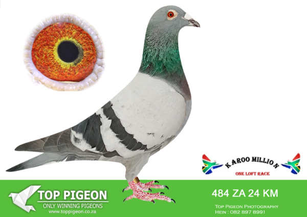 Z..LOT 123 KAROO MILLION OLR – MARK VAN TONDER-484 KAROO MILLION 2024 -SIRE:ZA SFL 2023 103 Ganus.———–DAM:Lightsaber ZA23GPU 8982. JOS THONE/BEST KITTEL.SEE PEDIGREE!!!