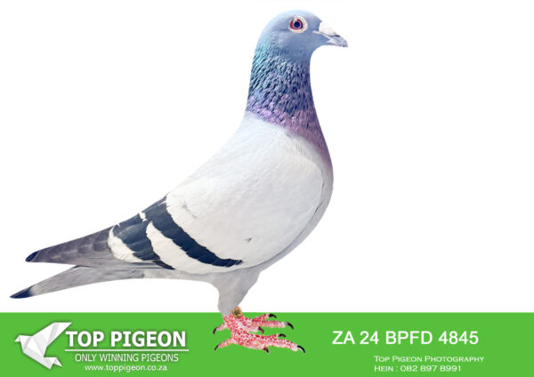 .LOT 3 CHAMPIONS NIGHT – ZA 24 BPFD 4845 -R.A.M Annandale –TALENTED RACER =>: CLUB WINNER 1.Club 12.BPF Fed 521KM 1246mpm Willowmore————-SIRE:ZA BPFD-23-2548 C “ROLEX”. INBRED BRO X SISTER “SALVO ROSE” 1.Afrika PRO 480KM 1.Brown Jacket Race8 “TALKING PERFECTION” 2.KO ACE CPL OLR’23 3.ACE CPL OLR 2023 “MARIUS JNR” 3.ACE BPF FED YB’23 5.ACE BPF FED 2023. 7.ACE BPF FED S.D’23 Sire to: 6.Marlbank OLR FINAL “DIOR” 1.BPF Fed 389KM “TURF QUEEN II”.———–DAM:SANPO-20-263762 H “GOLD COAST” Hendrik Huyser –DOUBLE G/DGHT TO: *** MR.MEDALS *** 1.NATIONAL ACE MD’18 2.NATIONAL ACE SA’18 TOP BREEDING HEN Dam To:=> ***”OOH-LA-LA”*** le.ACE BPF FED SD’25 4e.ACE BPF FED YB’25 CLUB WINNER – 1.Club 7.BPF Fed 568KM 1198mpm Leeu Gamka.SEE PEDIGREE!!!!