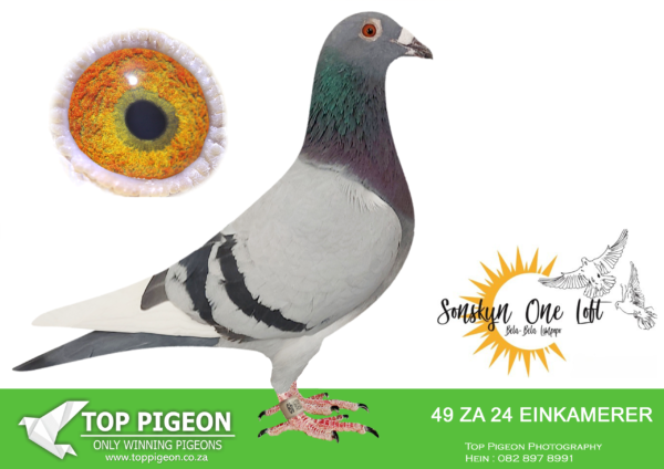 .LOT 9 SONSKYN OLR – LOFT EINKAMERER – ZA 24 EINKAMERER 49 -SIRE: 1576 21 ZA SRPVD . EINKAMERER. BRED OUT OF “BLACK LONER” AND “LADY BLACK APPLE BIRD”.———–-Dam: 787 SRSP 20. Alias: “Madame Starleader” Strain: Einkarnerer . Color: Blue Bar. Good breading throat, perfect wing, good balance, eye good, Bishop yellow grey. small pupil, eye moving, well pigmentated Iris with black orange, bred out ofworld class geiletics: Koopman, Dirkje, Comelis, Cassius, Jm Hoolmam, Brother Harry, Daughter Harry, Sister Harry, Gaby Vandenabeele, Bliksem- Jonge Bliksem, Pieter Veebnstra, Davinci, Son Davinci, Hzzarc. Staleader, Apple 2, great genetics- Positions in the Main Race SAMDPR since its existence: 3, 5, 7, 13. 18. 24, 37, 48, 50, 57, 57, 62, 67, 79, 80. SEE PEDIGREE!!!