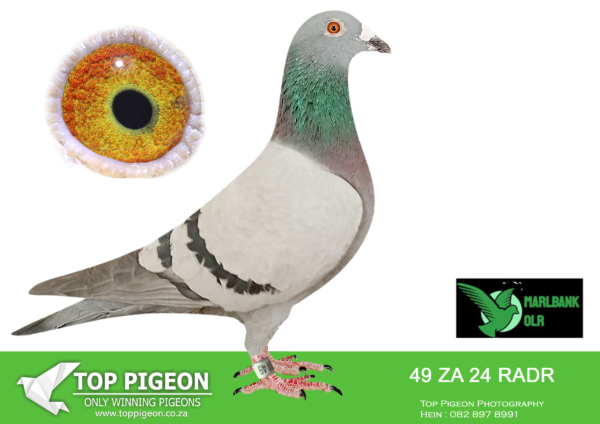 LOT 35 MARLBANK OLR – CHRIS VOSLOO & RETRO-ZA-24-RADR-49 –