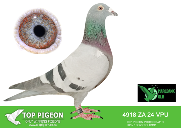 Z..LOT 119 MARLBANK  OLR – ATTIE DU PLESSIS-ZA-24-VPU-4918 –