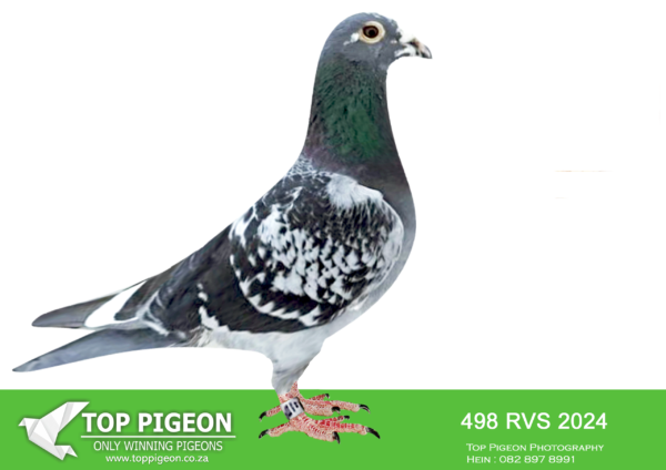 .LOT 9 KAROO MILLION SPECIALIST -CHARLES BEN A TEAM – ZA 24 RVS 498 -9TH FINAL————SIRE:ZA BORD 23 2500 “Bronz-Pied Champ” Benn Generation BCP Bred for stock off my champion old Pied hen and he is line bred to the “Champion Lou Wouter” Multiple scoring race machine.—————DAM:ZA 22 20320 “The Link” Benn Generation BB.SEE PEDIGREE!!!